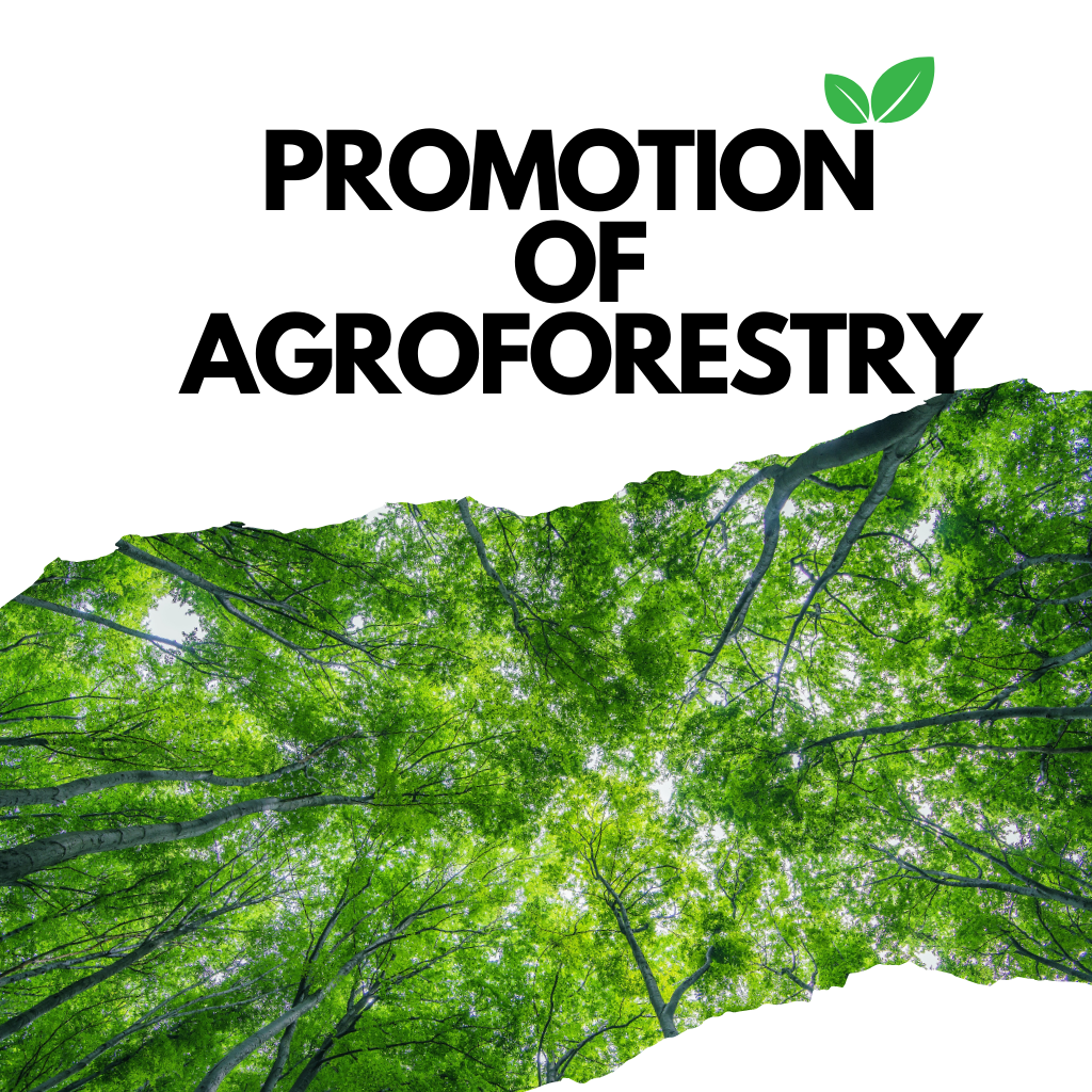 Agroforestry | Ajaykumar bishnoi